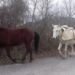Melpo Likodhromion