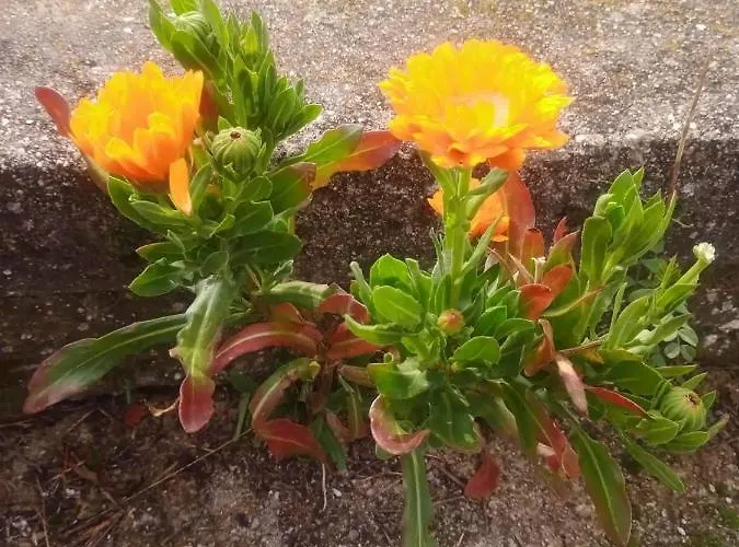 Melpo * Λυκοδρόμιο