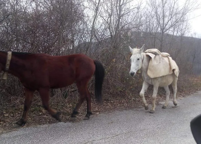 Melpo Λυκοδρόμιο